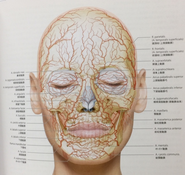 顔の動脈（出典：グラフィックス フェイス　臨床解剖図譜